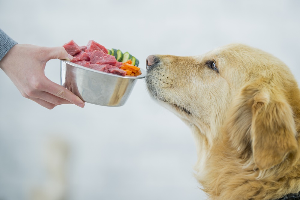 HUND UND DU Grieskirchen